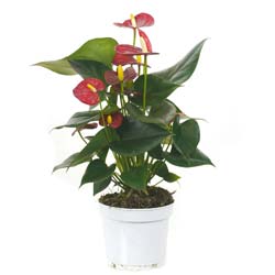 Antrio de flores vermelhas - Vaso S